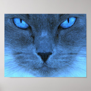Poster Blue Cat