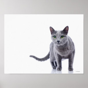 Poster Blue Cat Russo