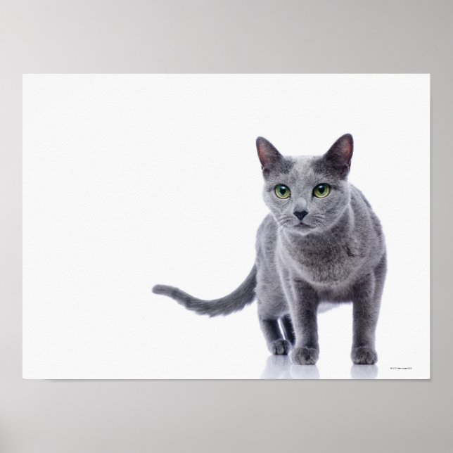 Poster Blue Cat Russo (Frente)