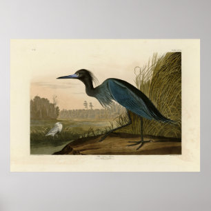 Poster Blue Crane, Heron, das "Birds of America" de Audub