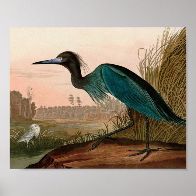 Poster Blue Crane ou Heron Birds of America Audubon Impre (Frente)