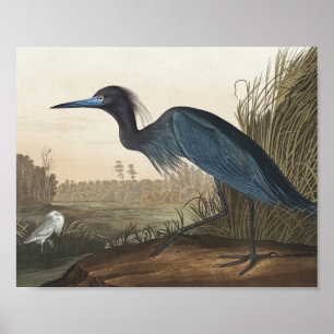 Poster Blue Crane ou Heron de Birds da América