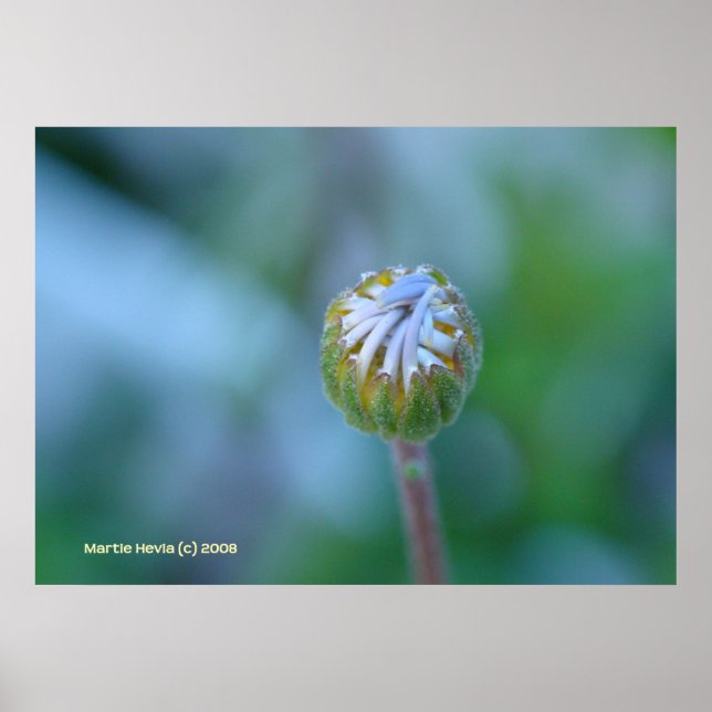 Poster Blue Daisy Bud (Frente)
