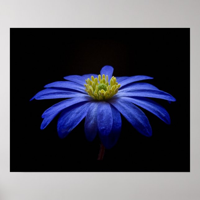 Poster Blue Daisy Gerbera Flower em preto (Frente)