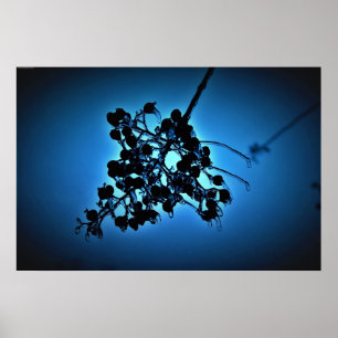 Poster Blue de inverno, 