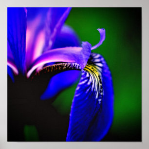 Poster Blue Flag Iris Flower Petal Close (Fechar)