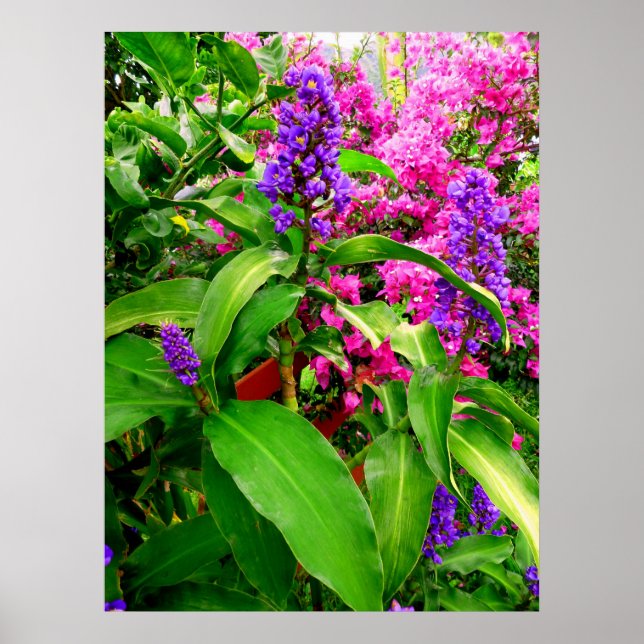 Póster Blue Ginger e Bougainvillea (Frente)