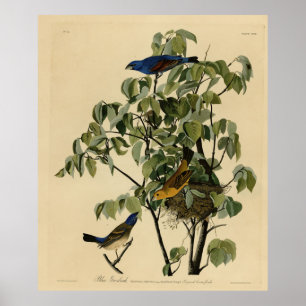 Poster Blue Grosbeak das Aves da América de Audubon