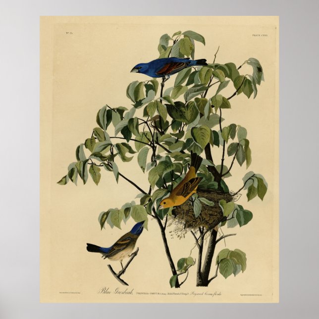 Poster Blue Grosbeak das Aves da América de Audubon (Frente)