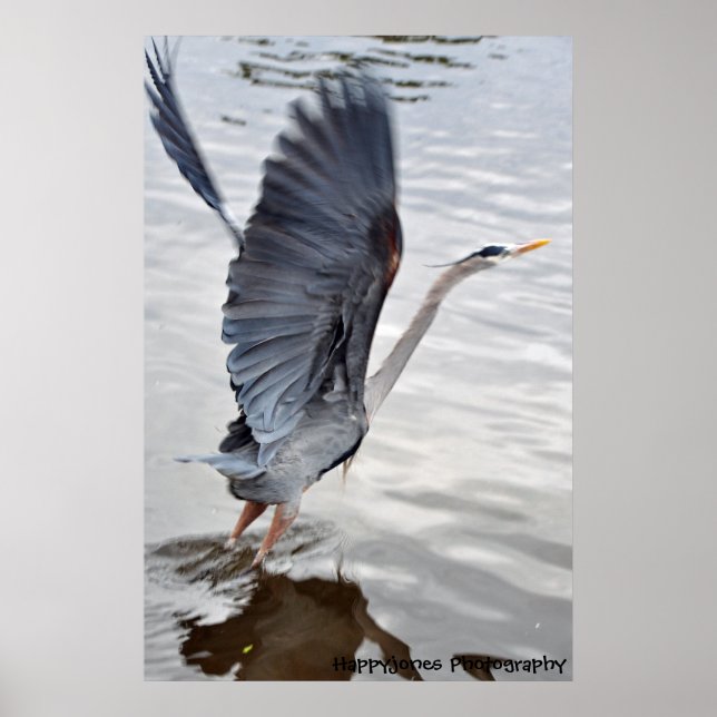 Póster Blue Heron (Frente)