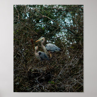 Poster Blue Heron Family Birds Nest Trees Florida