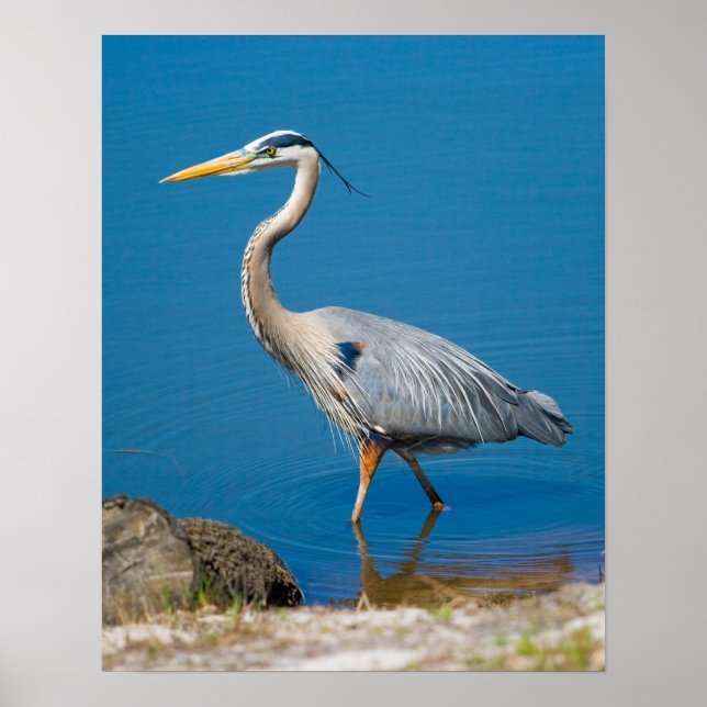 Poster Blue Heron Wading (Frente)