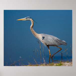 Póster Blue Heron Wading