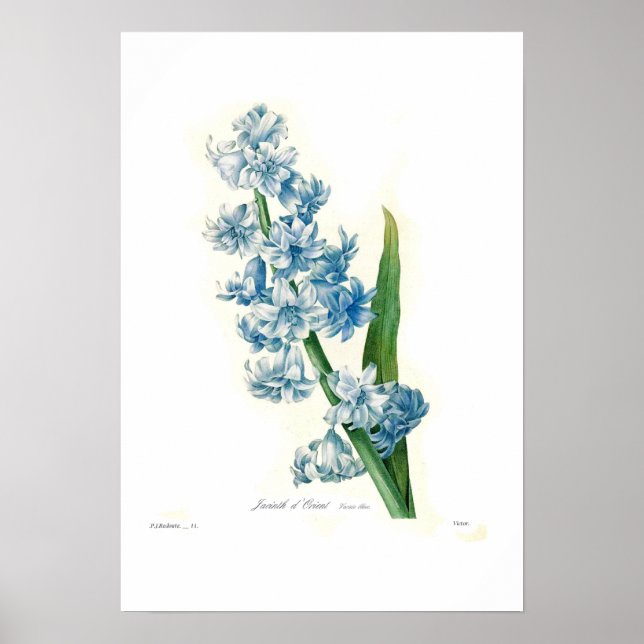Póster Blue Hyacinth (Frente)