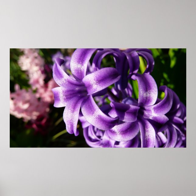 Poster Blue Hyacinth I Primavera Floral (Frente)