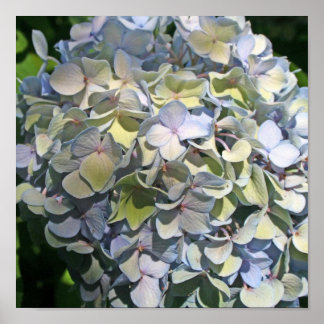 Poster Blue Hydrangea