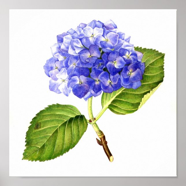 Poster Blue Hydrangea (Frente)