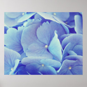 Póster Blue Hydrangea