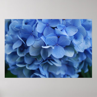 Póster Blue Hydrangea