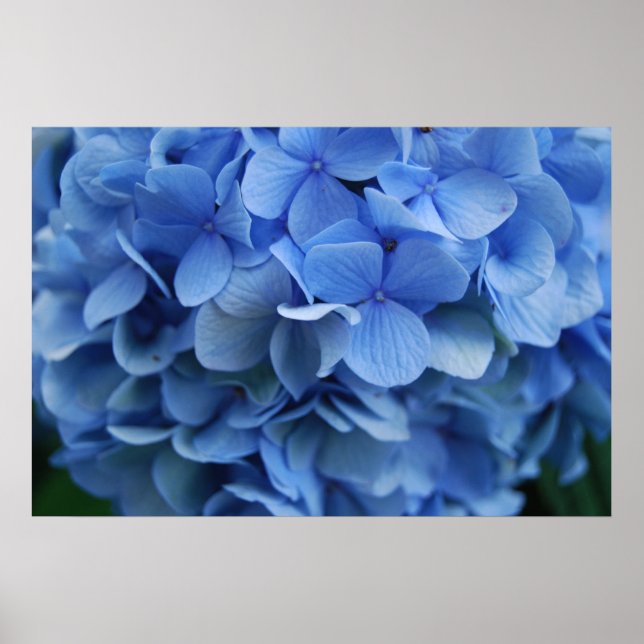 Póster Blue Hydrangea (Frente)