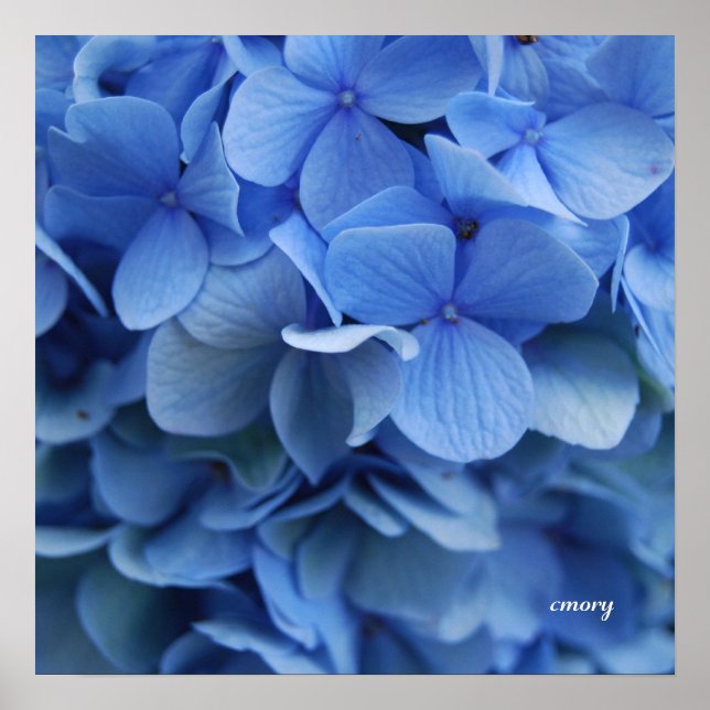 Póster Blue Hydrangea (Frente)