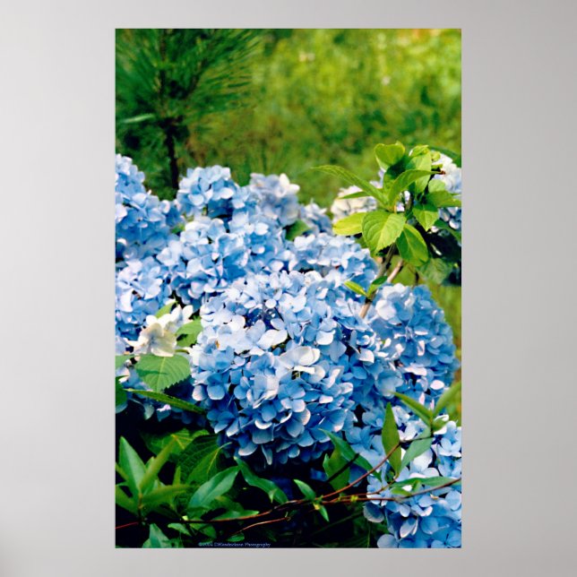 Póster Blue Hydrangea (Frente)