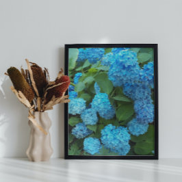 Póster Blue Hydrangea Blooms Floral