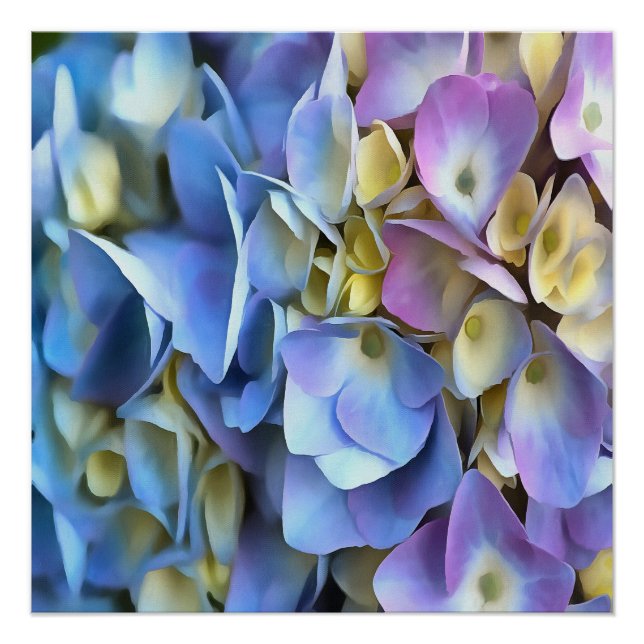 Póster Blue Hydrangea Shrub Artístico Bossom (Frente)