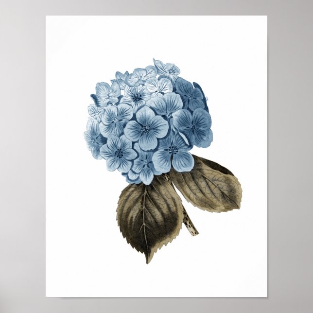 Poster Blue Hydrangea Trabalho de arte nº 1 Arte de Pared (Frente)