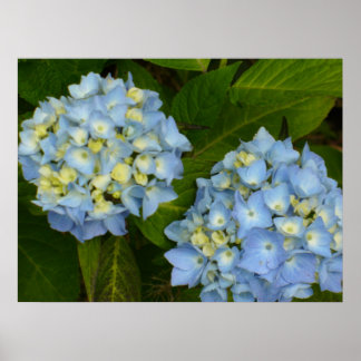 Póster Blue Hydrangeas