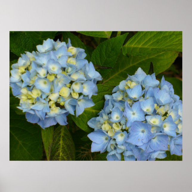 Póster Blue Hydrangeas (Frente)