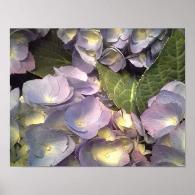 Poster Blue Hydrangeas (Frente)