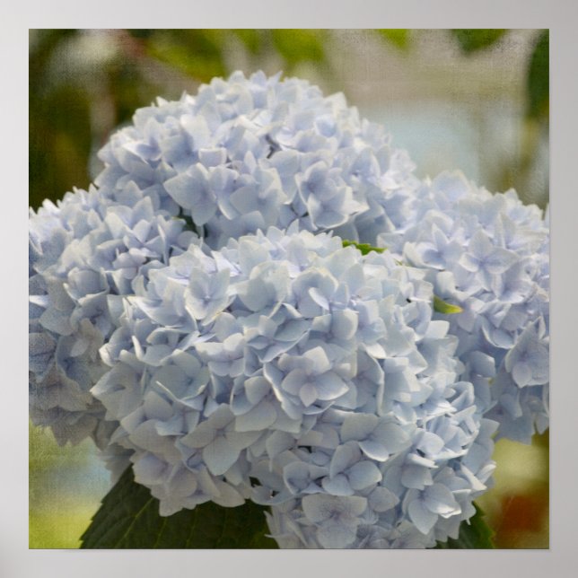 Póster Blue Hydrangeas (Frente)