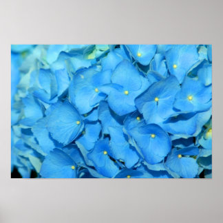 Póster Blue Hydrengea