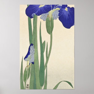 Poster Blue Irises (1900-1930) apresentada por Ohara Koso