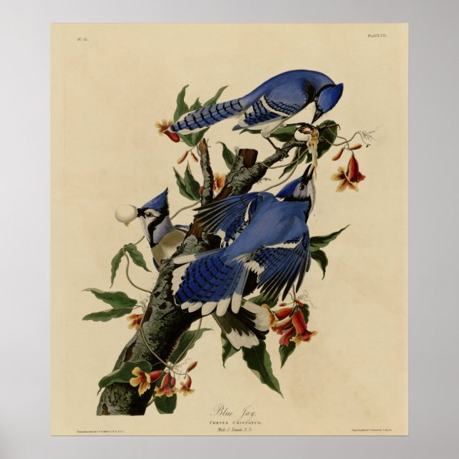 Poster Blue Jay (Frente)