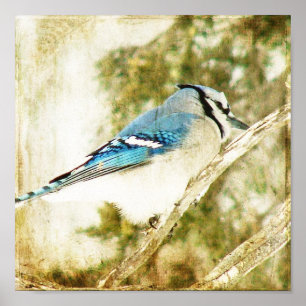 Póster Blue Jay