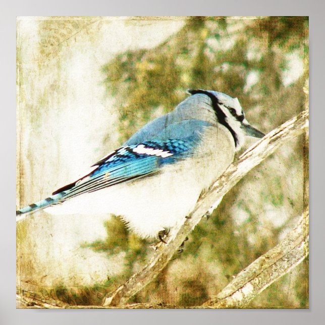 Póster Blue Jay (Frente)
