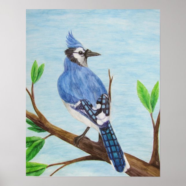 Poster Blue Jay (Frente)