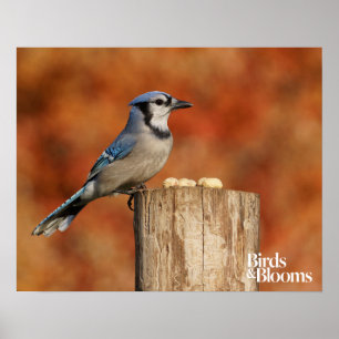 Póster Blue Jay