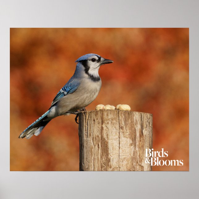 Póster Blue Jay (Frente)