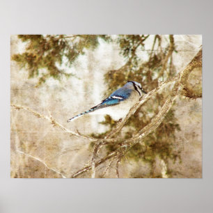 Póster Blue Jay