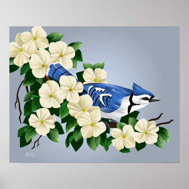 Póster Blue Jay Entre Dogwood Flower (Frente)