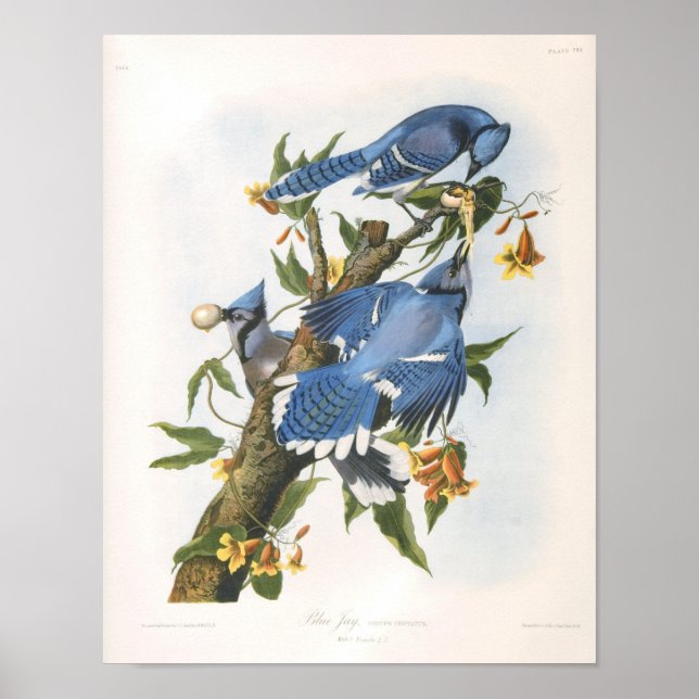 Poster Blue Jay, John James Audubon Fine Art (Frente)