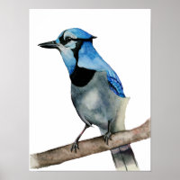 Blue Jay no Branch Watercolor Painting