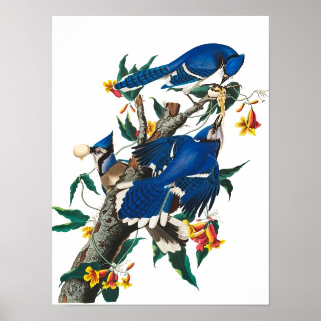 Poster Blue Jay por John James Audubon (Frente)