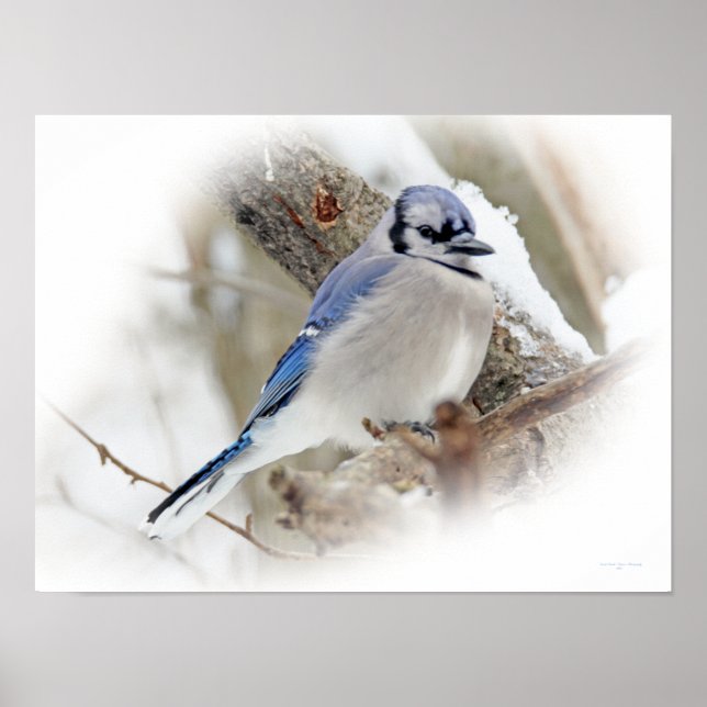 Póster Blue Jay Songbird na neve (Frente)
