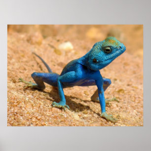 Póster Blue Male Agama Sinaita Lizard sobre a areia