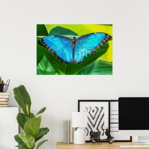 Poster Blue Morpho Butterfly Arte Floral