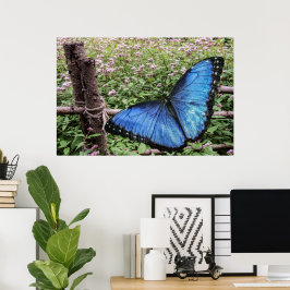 Poster Blue Morpho Butterfly Design